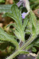 Glandularia teucriifolia