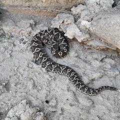 Bothrops diporus