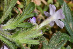 Glandularia teucriifolia