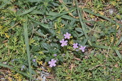 Glandularia teucriifolia
