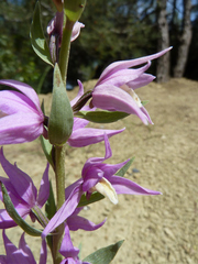 Cephalanthera kurdica