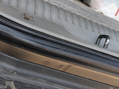 Latrodectus geometricus