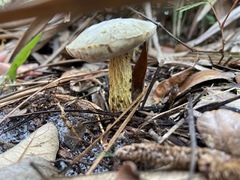 Austroboletus subflavidus image