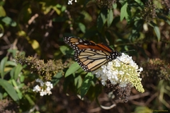 Danaus plexippus