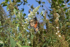 Danaus plexippus