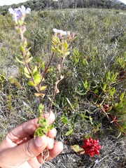 Chaenostoma campanulatum