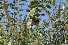 Danaus plexippus