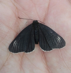 Chlosyne ehrenbergii