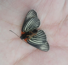 Chlosyne ehrenbergii