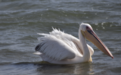 Pelecanus onocrotalus