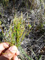 Elegia microcarpa