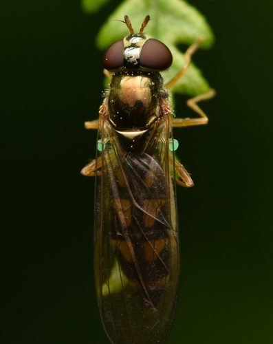 Ladder-backed Hover Fly