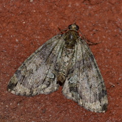 Hydriomena transfigurata