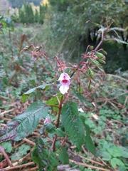 Impatiens glandulifera