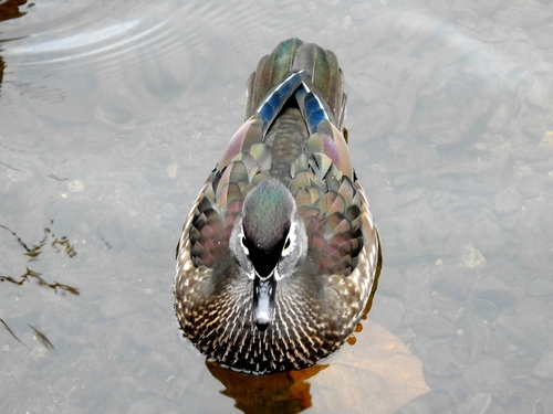 Canard carolin, femelle