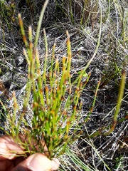 Elegia microcarpa