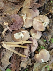 Mycena rutilantiformis