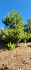 Pinus halepensis