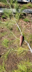 Pinus halepensis