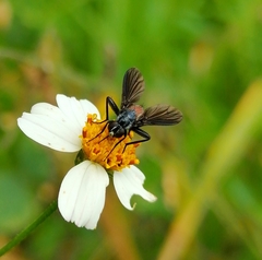 Beskia