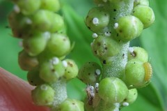Celastrina neglectamajor