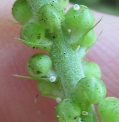 Celastrina neglectamajor