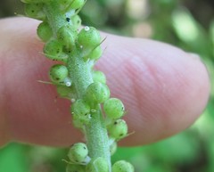 Celastrina neglectamajor