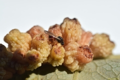 Cynipidae