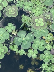 Marsilea mutica