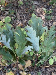 Quercus × beadlei