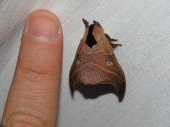 Hylesia nanus