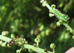 Celastrina neglectamajor
