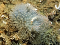Dysidea fragilis