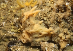 Hymeniacidon kitchingi