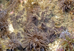 Tedania anhelans