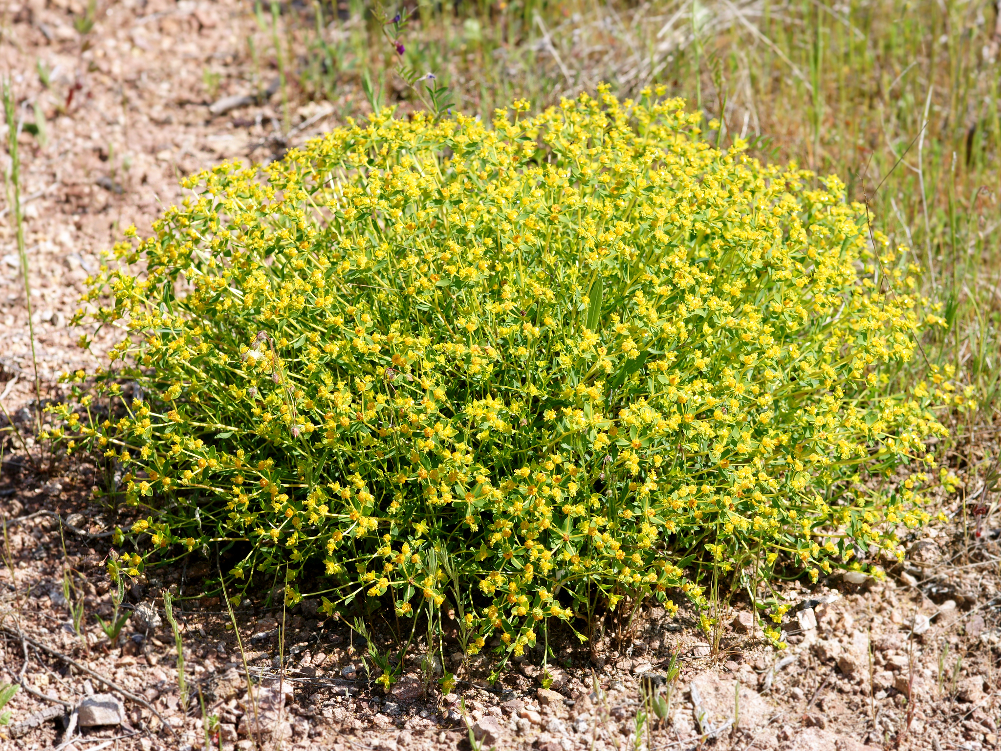 Euphorbia spinosa