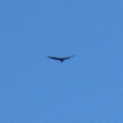 Cathartes aura septentrionalis