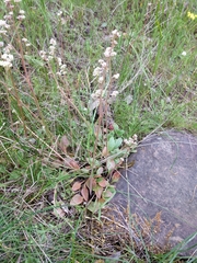 Micranthes integrifolia
