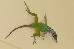Anolis leachii