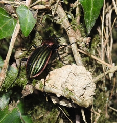 Carabus lineatus lateralis