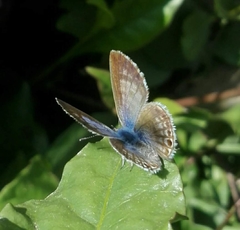 Leptotes marina