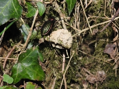 Carabus lineatus lateralis