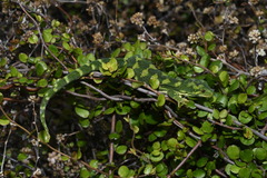 Naultinus rudis