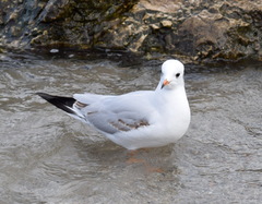 Chroicocephalus ridibundus