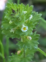 Euphrasia subarctica