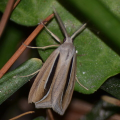 Doryodes bistrialis