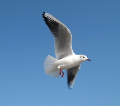 Chroicocephalus ridibundus