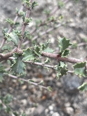 Ceanothus rigidus