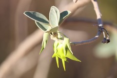 Crotalaria cunninghamii