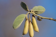 Crotalaria cunninghamii